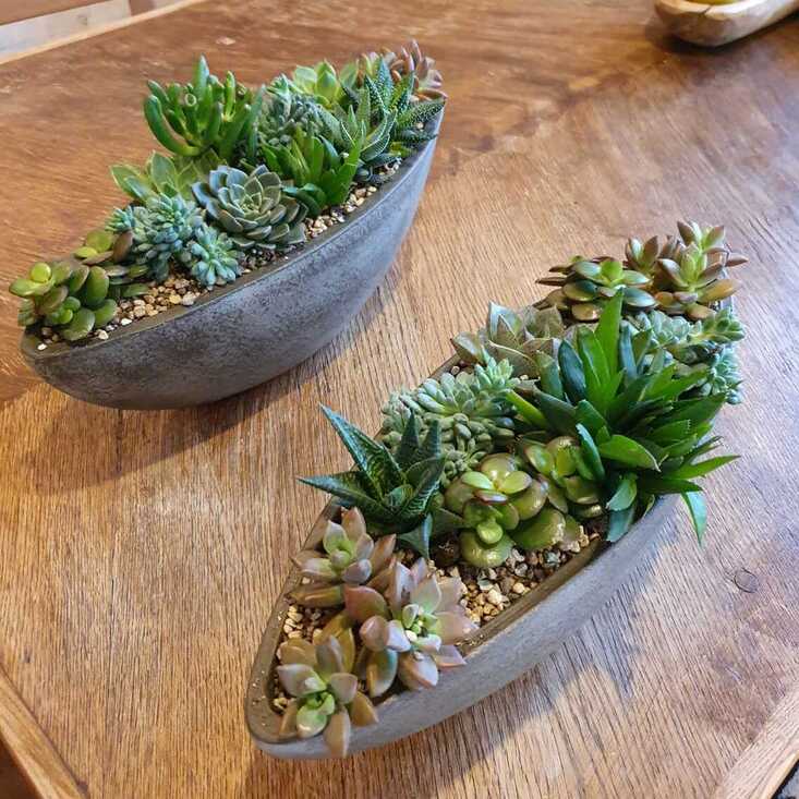Композиции из суккулентов