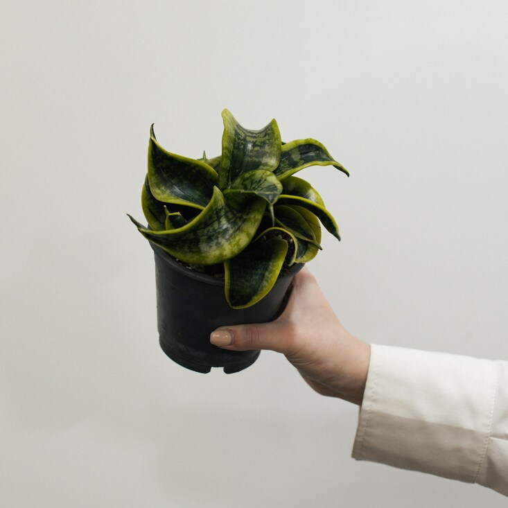 Сансевиерия Ханни для скандинавского интерьера