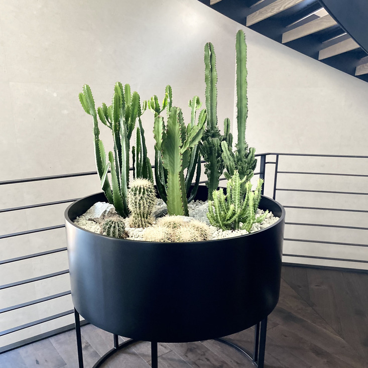 Композиция из суккулентов для скандинавского интерьера