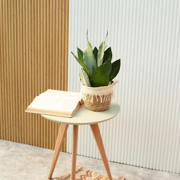 Сансевиерия Муншайн в скандинавском интерьере