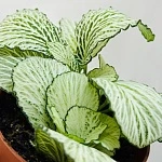 Фиттония микс 