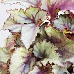 Бегония Мэджик Колорс  d12/h25 