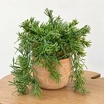 Рипсалис Пилокарпа ампельный