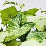 Сингониум Вайт Батерфляй ампельный d20/h40