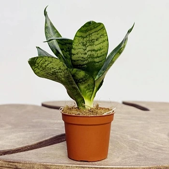 Сансевиерия Ханни d6/h15