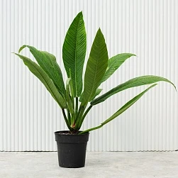 Филодендрон Кампии d20/h80