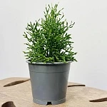 Рипсалис Хатиора d11/h20