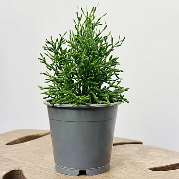 Рипсалис Хатиора d11/h20