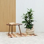 Фикус Циатистипула d23/h120