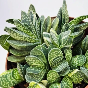 Гастерия Биколор Вариегата d8,5/h15