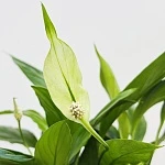 Спатифиллум Корто d12/h30