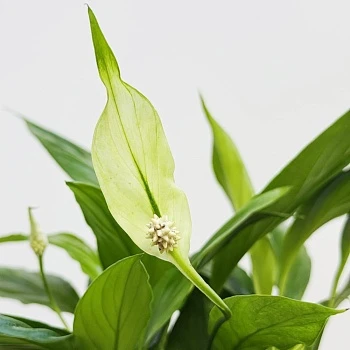 Спатифиллум Корто d12/h30