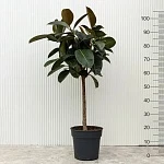 Фикус Эластика Хлое d20/h105