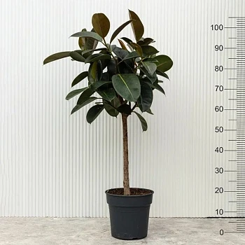 Фикус Эластика Хлое d20/h105