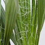 Вашингтония 