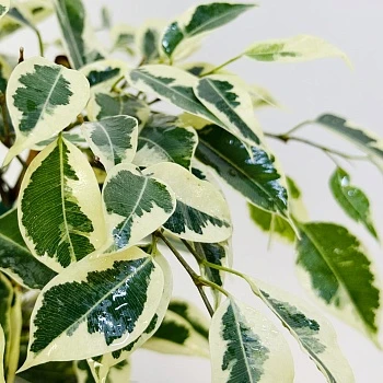 Фикус Бенджамина Старлайт d14/h50