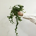 Фикус Пумила d12/h25