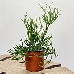 Рипсалис Евальдиана d11/h30