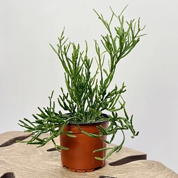 Рипсалис Евальдиана d11/h30