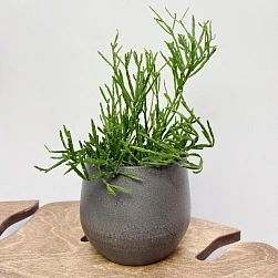 Рипсалис Евальдиана d11/h30