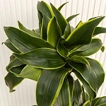 Драцена фрагранс Дорадо d21/h100