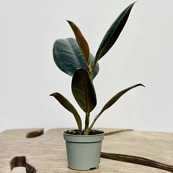 Фикус Эластика Робуста d6/h15