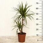 Драцена маргината d17/h75