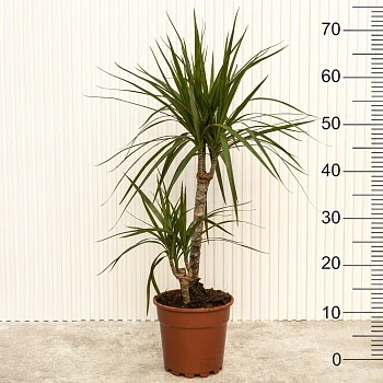 Драцена маргината d17/h75