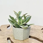 Каланхоэ Томентоза Дороти d10/h20