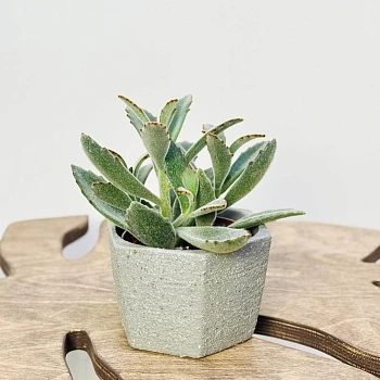 Каланхоэ Томентоза Дороти d10/h20