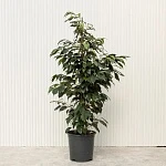Фикус Бенджамина Даниэль d23/h105