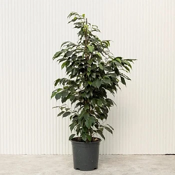 Фикус Бенджамина Даниэль d23/h105