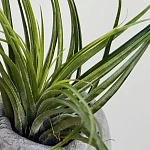 Тилландсия атмосферная микс