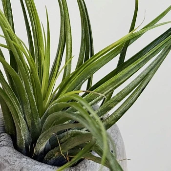 Тилландсия атмосферная микс