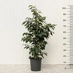 Фикус Бенджамина Даниэль d23/h105