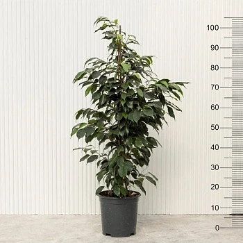 Фикус Бенджамина Даниэль d23/h105