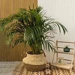 Хризалидокарпус Арека (Дипсис) d21/h120