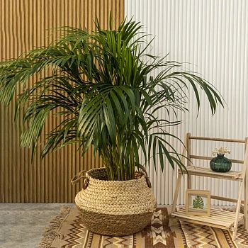 Хризалидокарпус Арека (Дипсис) d21/h120