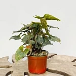 Сингониум Мария Броканте d12/h25