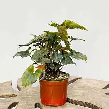 Сингониум Мария Броканте d12/h25