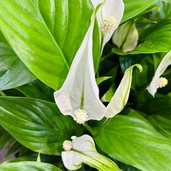 Спатифиллум Беллини d23/h45 