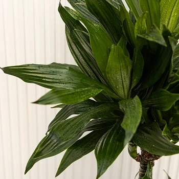 Драцена фрагранс Грин Джевел d21/h100
