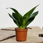 Сансевиерия Блэк Ханни d6/h15