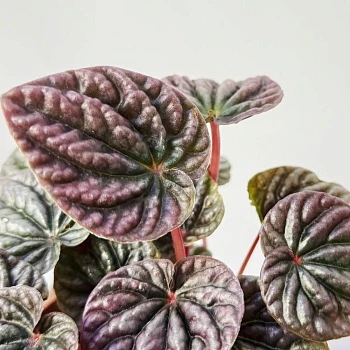 Пеперомия Каперата Ред Луна d12/h20