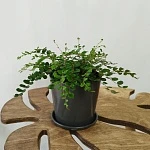 Пеллея Ротундифолия d12/h25
