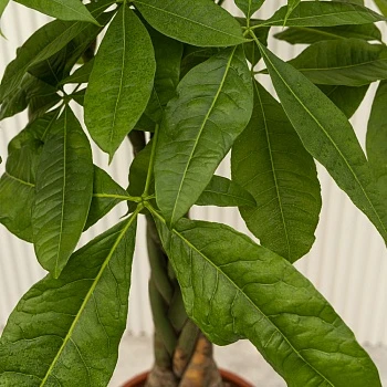 Пахира Акватика d24/h120