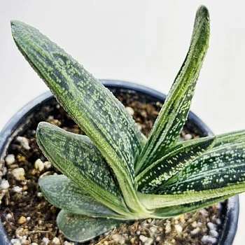 Гастерия Литтл Варти d12/h15