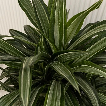 Драцена фрагранс Улисес d27/h120