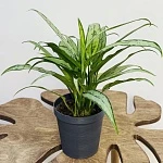 Аглаонема Кутласс d12/h35