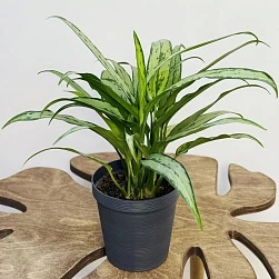 Аглаонема Кутласс d12/h35